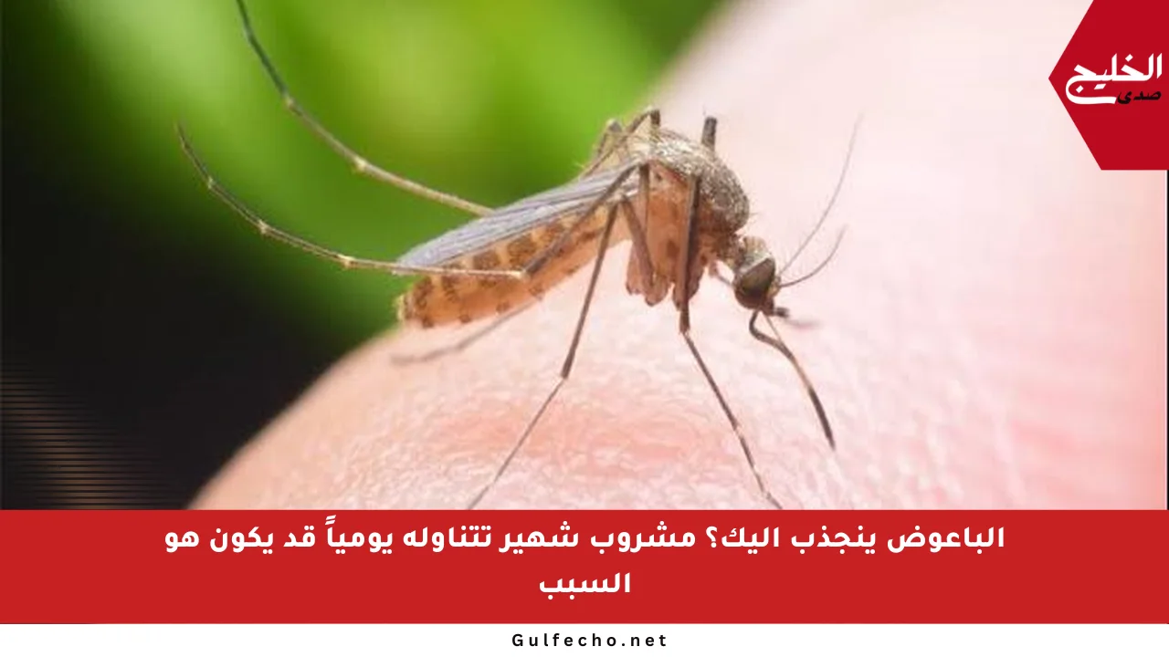 الباعوض ينجذب إليك؟ مشروب شهير تتناوله يومياً قد يكون هو السبب